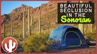 Exploring Serenity: Alamo Canyon Primitive Campground in Organ Pipe Cactus National Monument