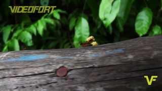 Rainforest and Jungle Stock Footage VideoFort.com