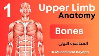 Upper Limb Anatomy | bones ( scapula , clavicle & humerus) | lec 1 | د محمد ضياء