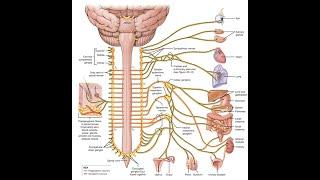 Строение и функции симпатической нервной системы