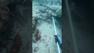 I’ll pick that one! Full video linked! #lobstering #lobster #diving