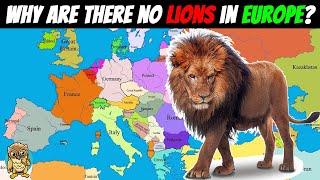 Why Don't Lions Live in Europe? Europe's Missing King of the Jungle