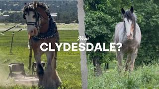 Bringing Home A New Clydesdale Horse?!?