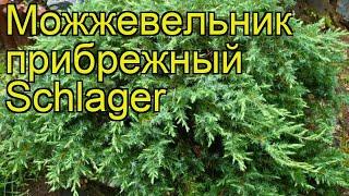 Можжевельник прибрежный Шлягер. Краткий обзор, описание характеристик juniperus conferta Schlager