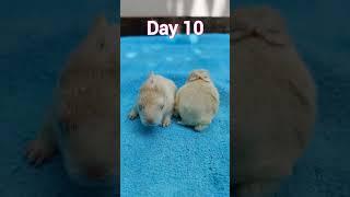 Rabbit Growth - Baby Rabbits Grow Up #animals #rabbits #bunnies #rabbit #bunny