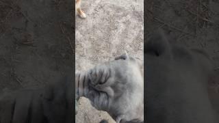 Ozark Storm Feel Anxiety #dog #puppy #Mountains #sense #watchful #build