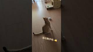록키큐리~냥냥펀치큘 #cat #고양이 #고양이브이로그 #브리티쉬숏헤어 #반려묘 #록키#맹수#movie #shorts