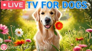 24 Hours of Dog TVRelaxing Music for Dogs🩷Calming Music for Stress Relief & Separation Anxiety