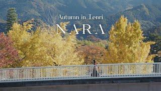 Autumn in Nara  Exploring the Golden Ginkgo Trees of Tenri and a Scenic Shrine | Japan Vlog