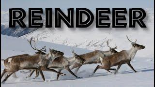 All About Reindeer or Caribou for Kids: Reindeer Facts and Information for Children - FreeSchool