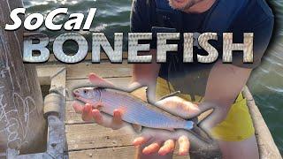 Bonefish?! Shore Fishing Southern California for Bonefish Part 1