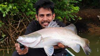 മുണ്ടൻ ചെമ്മീനിൽ കാളാഞ്ചി ചാകരBarramundi,Village Fishing|Traditional Fishing|Barramundhi Fishing