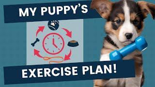 How Much Exercise Does a Puppy Need Daily