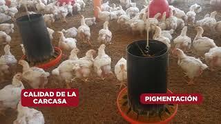 Alimento para Pollos de Engorde