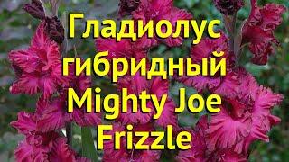 Гладиолус гибридный Михти джой фрайсле. Краткий обзор, описание характеристик Mighty Joe Frizzle