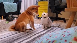 Issue 18: Shiba Inu Dog Defends Against Cat Attack ("Self-Defense Against Sneaky Cats")