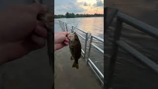 River SMALLMOUTH FISHING! #music #remix #beats #fishing #smallmouthbass #bassfishing #flood