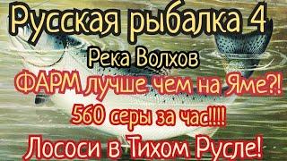 РР4. река Волхов. ФАРМ лучше чем на Яме?! 560 за час. Лосось Атлантический, Ладожский, Щука, Окунь.