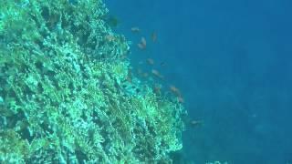 Snorkling - The Three Corners Fayrouz Plaza Beach Resort  - Schnorcheln am Aussenriff