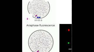 Simulations of fission yeast model anaphase