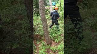 the cabin build / day 4 / falling some red pines