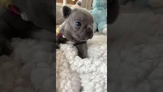 “ Your my honey bunch sugar plum ” Poetic French Bulldogs in Miami Beach 