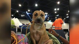 Hurricane Harvey 5 Years Later: Houston's first-ever hurricane shelter for residents with pets