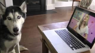 Mishka Reacts to "Kids React to Husky Dog Talking"