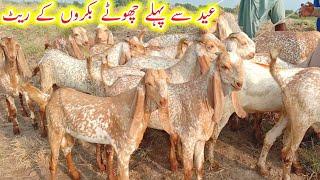 madrasa Mandi bahawalnagar chhote bakaron ke rate Ajmal TV Hasilpur