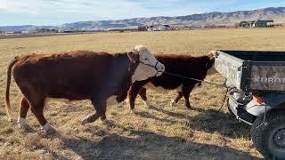 Loading the most stubborn mini Herefords
