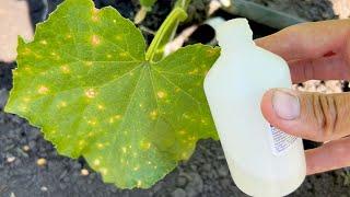 Here is a simple remedy for yellowing leaves on Cucumbers! Disease protection! Hydrogen peroxide.