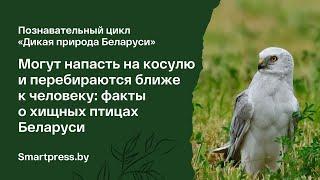 Могут напасть на косулю и перебираются ближе к человеку: факты о хищных птицах Беларуси