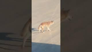 Just Some Random Dingo Walking