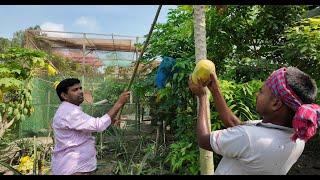 গাছ পাকা পেপে দিয়ে সকালের নাস্তা | Doyel Agro