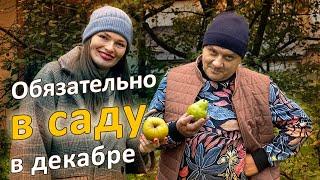 В декабре еще можно успеть! Зайцы, обрезка, укрытие