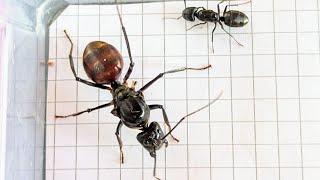 Camponotus pennsylvanicus (USA) vs Dinomyrmex gigas (Singapore) 30.09.2024