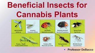 Beneficial Insects for Cannabis Plants