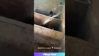 This Farmer vs. ATTACK PIG is Pure Comedy GOLD!  Shield Bro for the Win! #funnyanimals #pig #farm