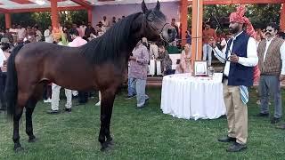 Arbiyan horse At Jodhpur marwari horse show 2023