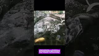 How The king Cobra swallowing a snake |  Like & Subcribe me ️