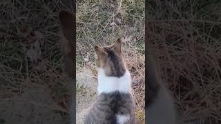 Cleo, Meow Meow and the sun going down