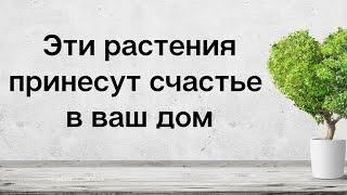 Цветы, которые принесут счастье в ваш дом.