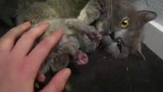 British Shorthair mama and her cute kittens