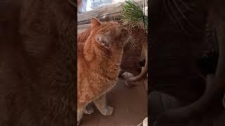 Кот зимой на балконе ест летнюю траву #cat