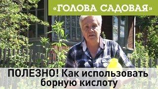 Голова садовая - ПОЛЕЗНО! Как использовать борную кислоту