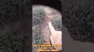 SHE IS BEAUTIFUL WILD AND FREE - THE DOMINANT FEMALE MONGOOSE FROM THE TSEBOKOLODI MONGOOSES FAMILY