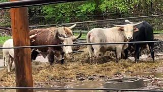 We Got a Little Rain at the Ranch