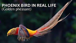 Animal Wildlife | phoenix bird in real life : the golden pheasant