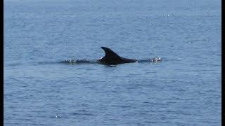 Dolphins and underwater hunter (2)