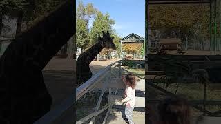 Guests are feeding the giraffe in Almaty Zoo 2